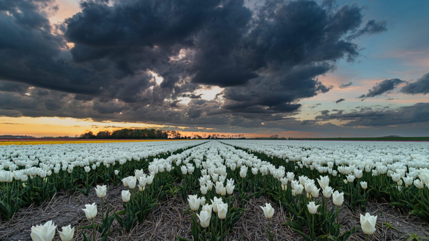 Een veld vol witte tulpen onder een dreigende lucht met donkere stapelwolken tijdens een kleurrijke zonsondergang