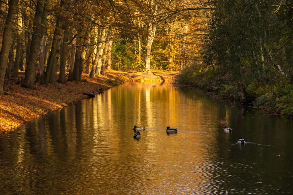 Meerdere eenden zwemmen in de sloot in het Bergerbos dat oranje kleurt in de herfst