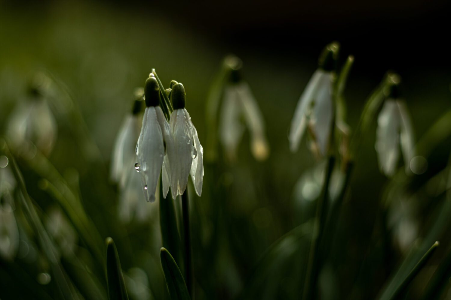 Close-up van witte sneeuwklokjes met waterdruppels