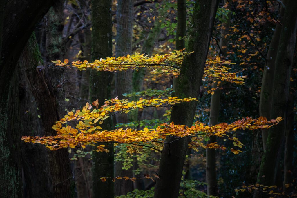 Gele en oranje bladeren vormen tijdens de herfst de Z van Zorro aan een beukenboom in het Bergerbos