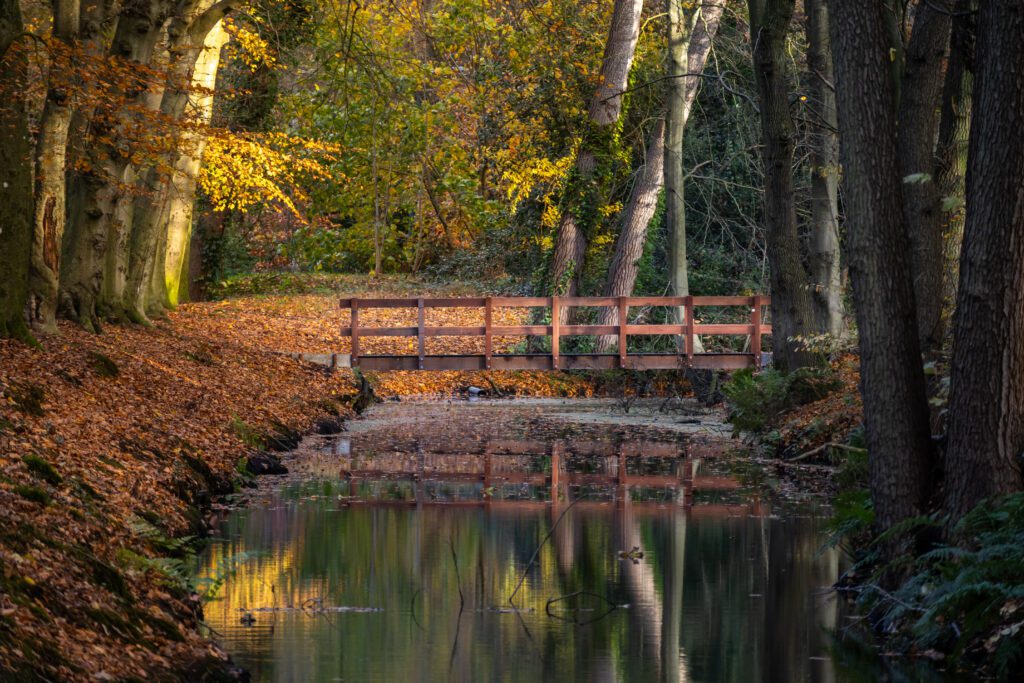 Een houten brug over een sloot in het beukenbos van Bergen waar de bladeren rood en oranje kleuren in de herfst