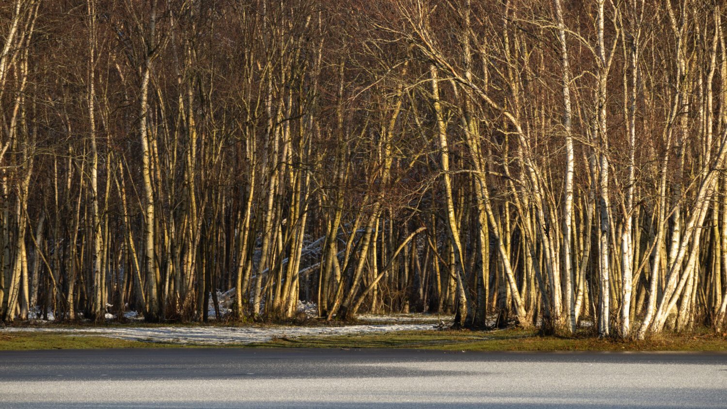 Een rij berkenbomen achter een bevroren meer in de duinen van Egmond aan Zee