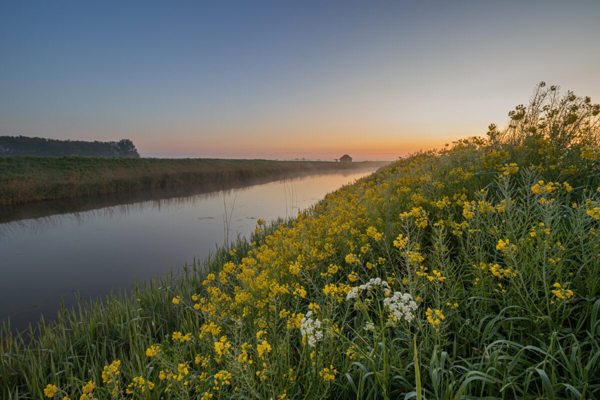 Een slootkant vol fluitenkruid naast en Amstelmeerkanaal met in de verte het gemaal van Hippolytushoef en de opkomende zon achter een laagje mist
