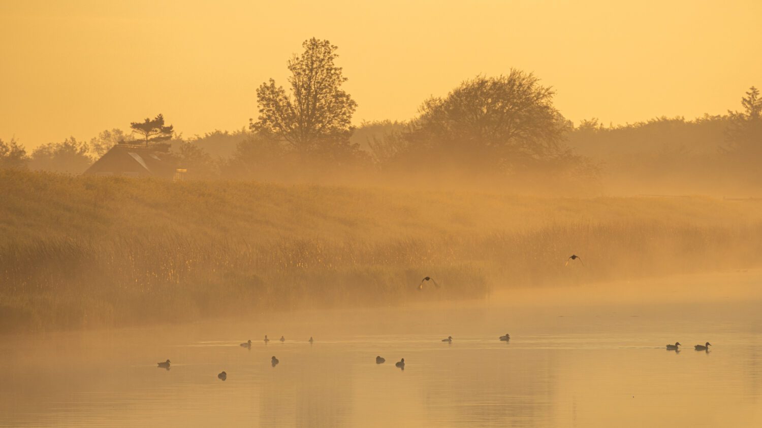 Meerkoeten en eenden zwemmen in en vliegen boven een met mist bedekte sloot tijdens een goudkleurige zonsopkomst