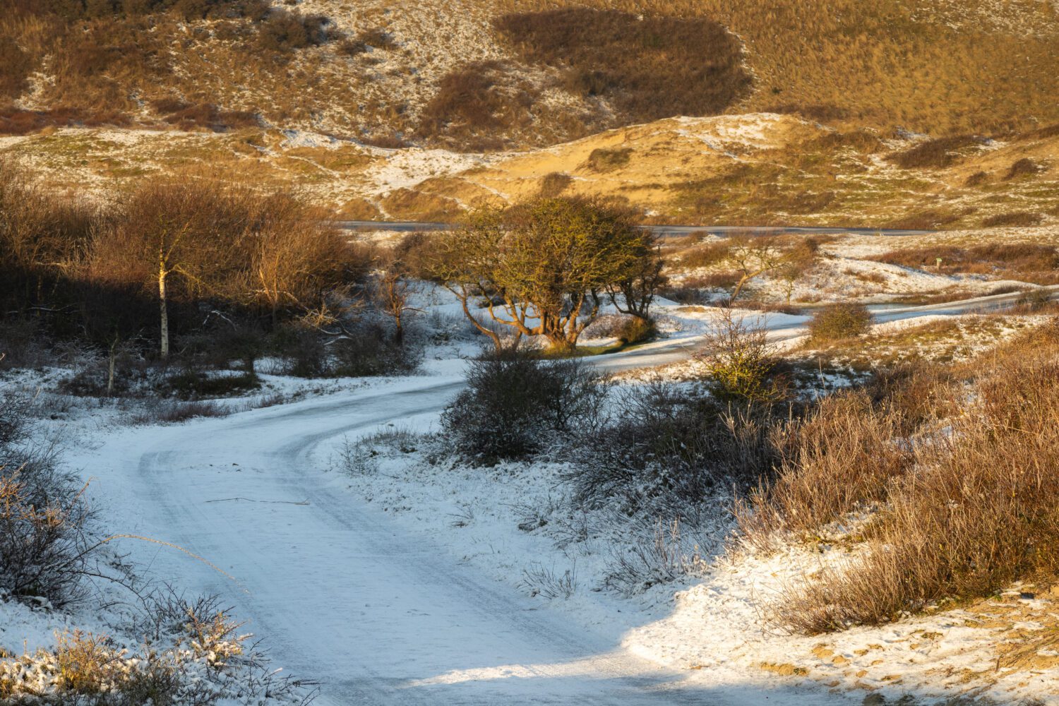 De opkomende zon verlicht de met sneeuw bedekte weg door de duinen van Bergen