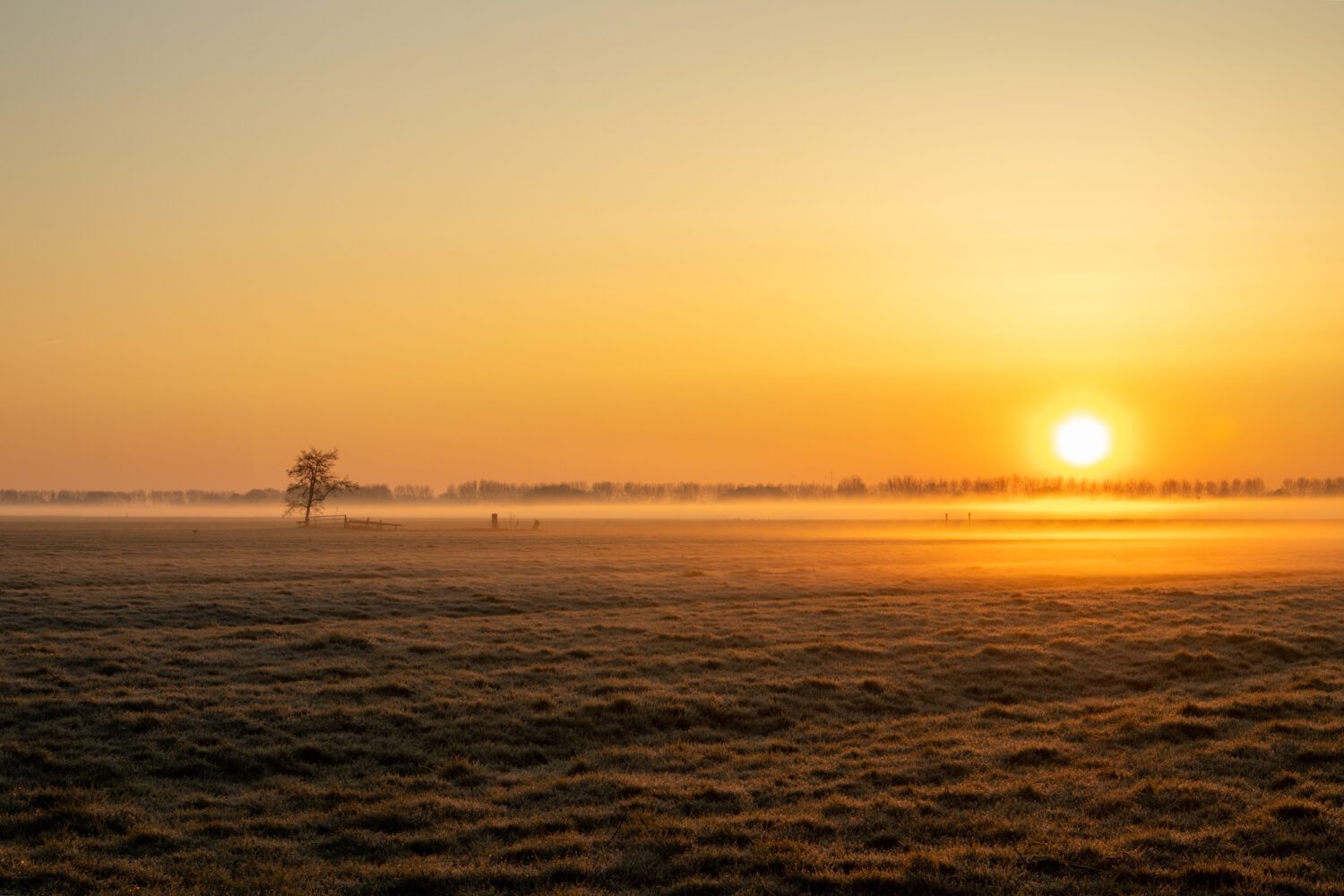 Er hangt koeienpotenmist boven het door het zonlicht gouden weiland met eenzame boom en hekje
