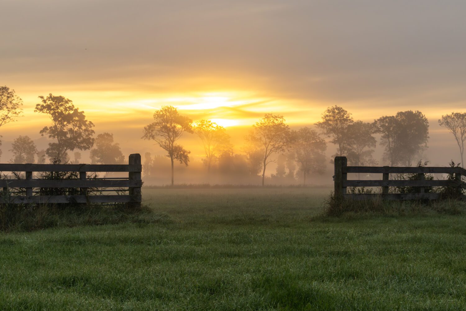 Het open hek op het weiland geeft toegang tot in mist gehulde bomen voor de opkomende zon