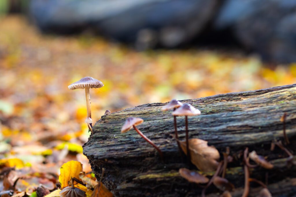 In de herfst zit het bos in Heiloo vol paddenstoelen op de grond en boomstammen