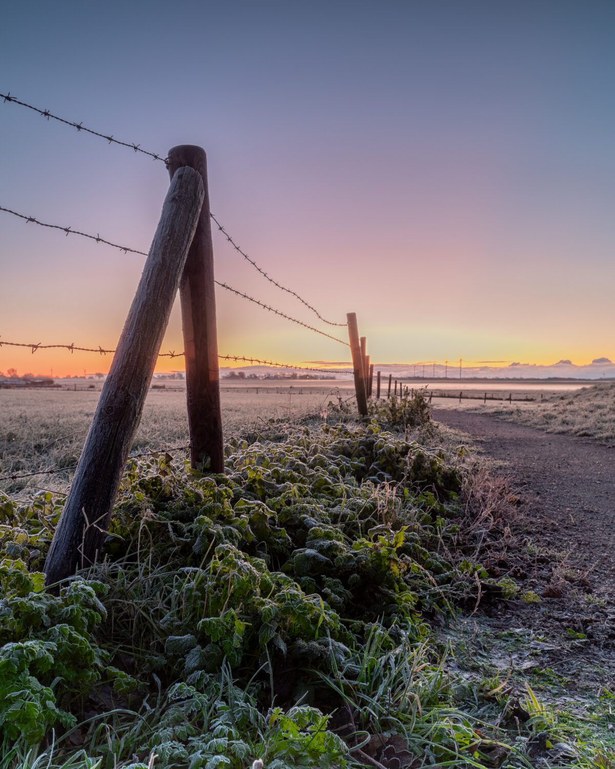 De groene vegetatie naast het hek met prikkeldraad is met rijp bedekt tijdens een koude winterse zonsopkomst