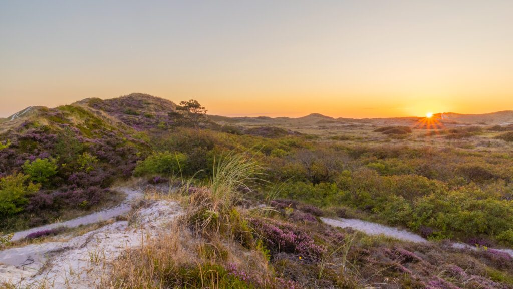 Tijdens de herfst kleurt de heide in de Schoorlse duinen paars, dat prachtig verlicht wordt door de ondergaande zon