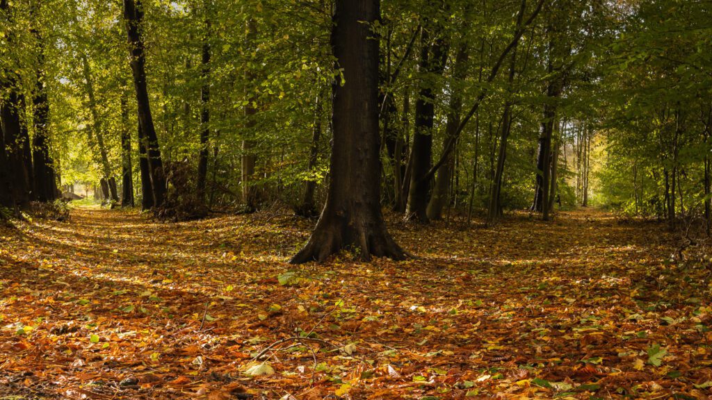 Kruising op een bospad in Heiloo met op de grond een tapijt van bladeren in herfstkleuren
