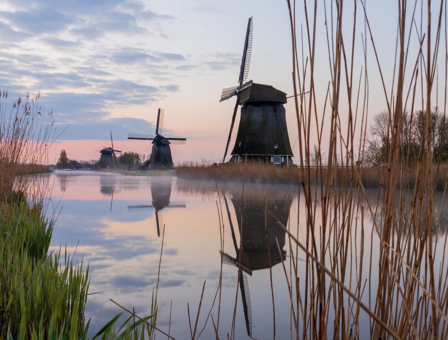 Doorkijk vanuit het riet op de drie strijkmolens aan het met lage mist bedekte water in Rustenburg tijdens zonsopkomst