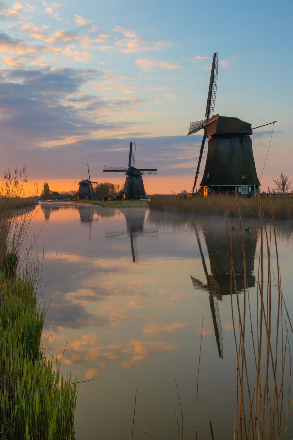 Drie strijkmolen van Rustenburg onder een kleurrijke lucht tijdens zonsopkomst reflecteren in het water waarin de meerkoeten zwemmen