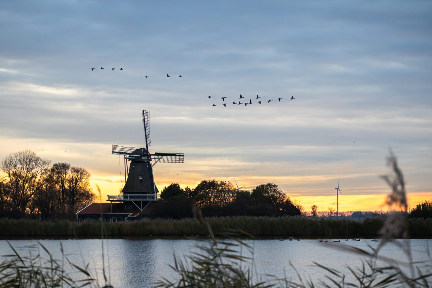 Ganzen vliegen over molen Leonide in Anna Paulowna tijdens een kleurrijke zonsopkomst, gezien door het riet aan de waterkant