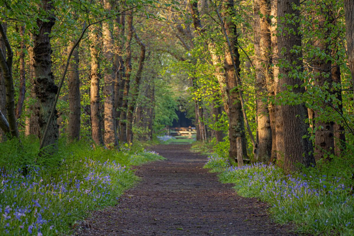 Het is heerlijk wandelen tijdens de lente in Wildrijk te Sint Maartensvlotbrug wanneer de wilde hyacinten zorgen voor een paars tapijt