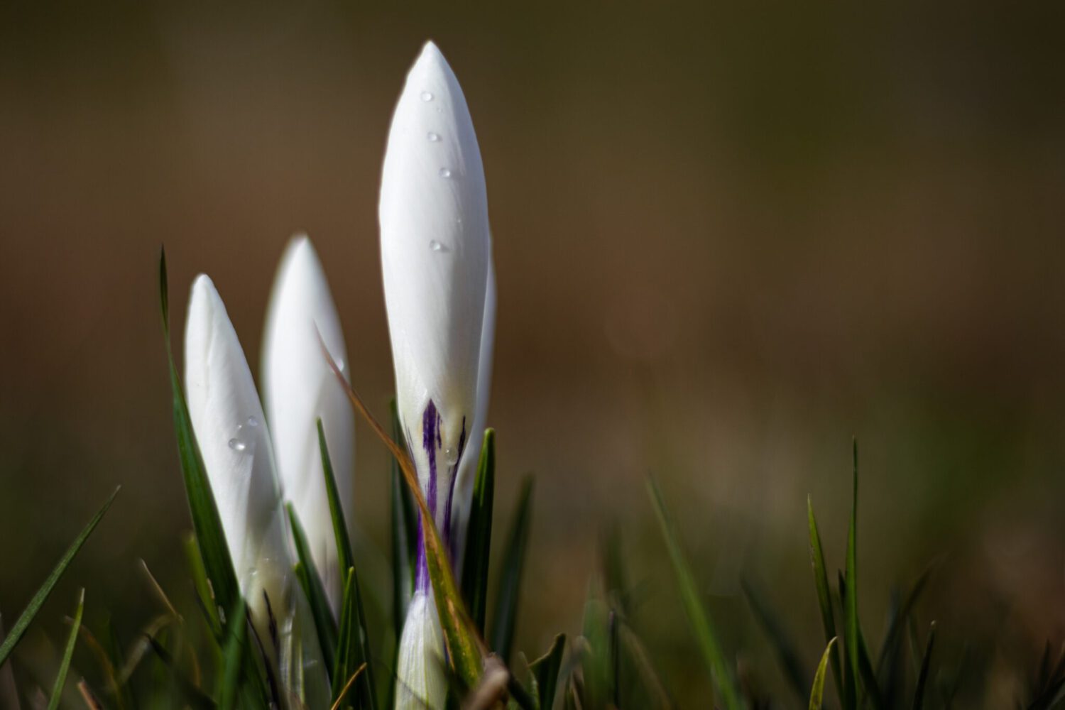 Close-up van drie witte krokussen met regendruppels geeft het begin van de lente aan