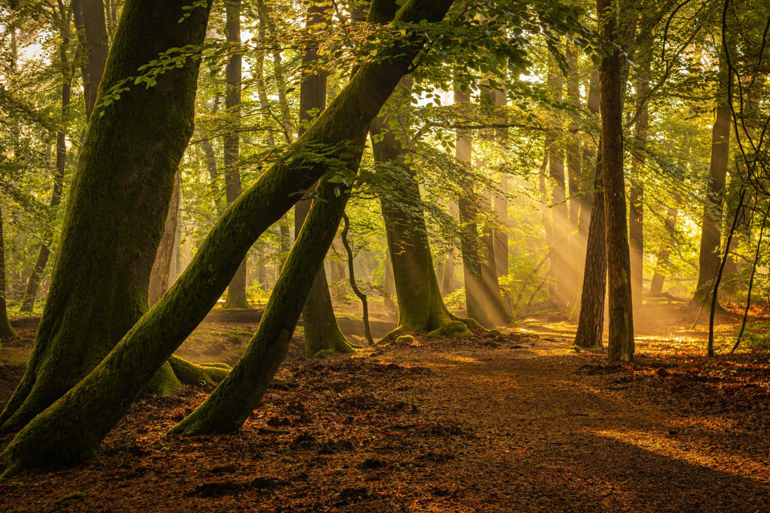 Zonneharpen schijnen door de bomen in het Leuvenumse bos en verlichten het met bladeren bedekte wandelpad op een mooie lenteochtend