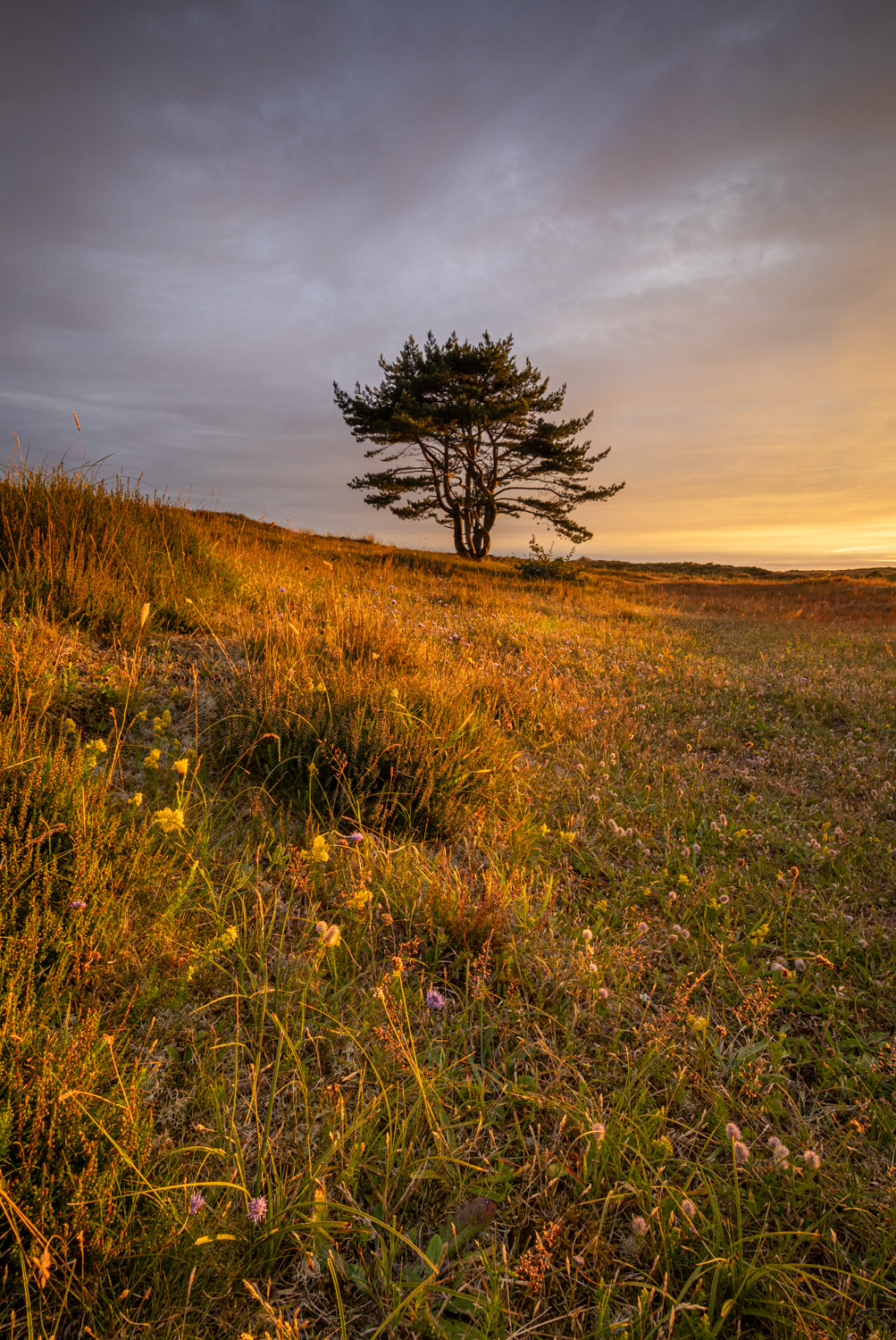 Een dennenboom staat eenzaam en alleen onder een kleurrijke wolkenlucht op een heuvel in de Grafelijkheidsduinen in Den Helder, en wordt verlicht door de ondergaande zon.