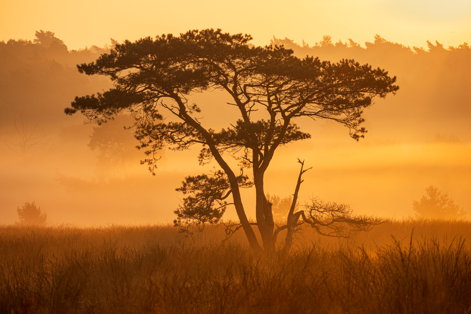 De opkomende zon zorgt voor een gouden gloed over de Veluwe, waar een eenzame dennenboom boven de laaghangende mist uitsteekt.