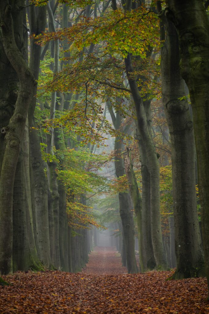 Prachtige herfstkleuren in het bos bij Planken Wambuis in Otterlo.