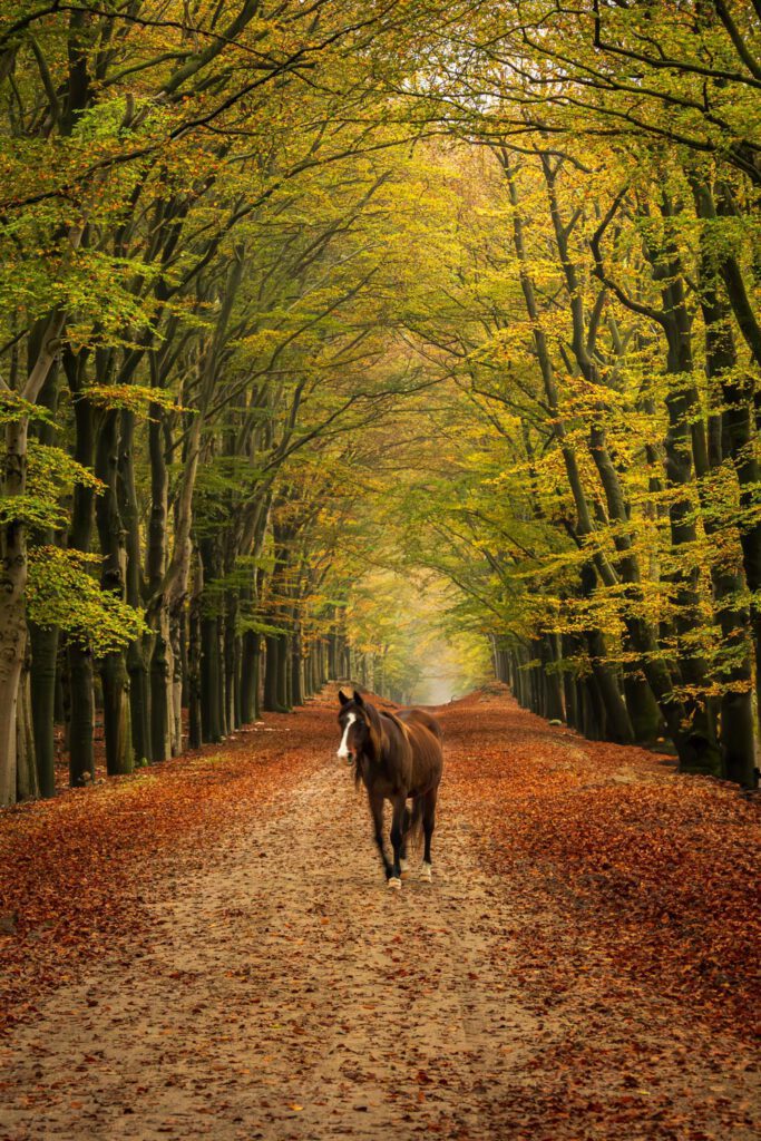 Paard in het bos van Planken Wambuis op de Veluwe, omringd door een tunnel van eikenbomen in herfstkleuren