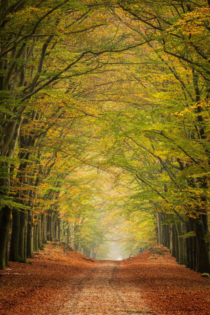 De bossen bij Otterlo kleuren oranje en groen in de herfst, waardoor een kleurrijke natuurlijk tunnel ontstaat