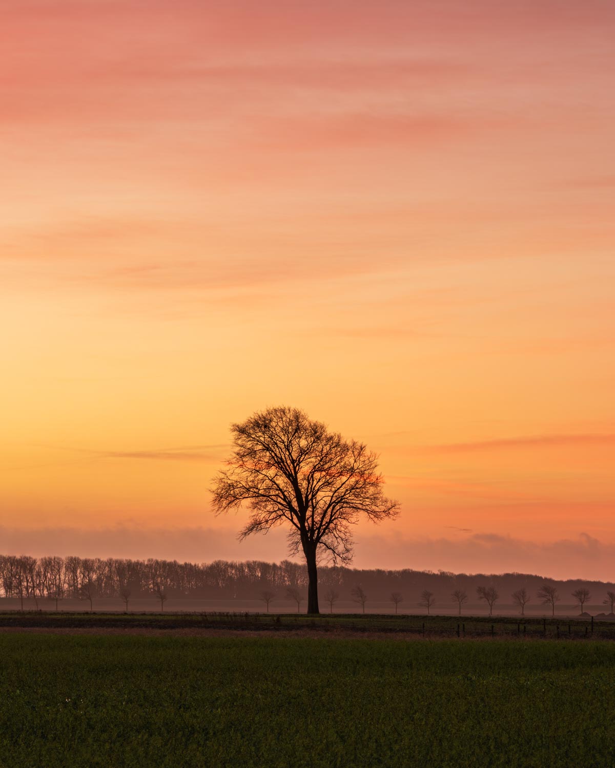 Door Saharazand kleurt de lucht knalrood en oranje tijdens zonsopkomst, waartegen de eenzame boom als silhouet afsteekt.