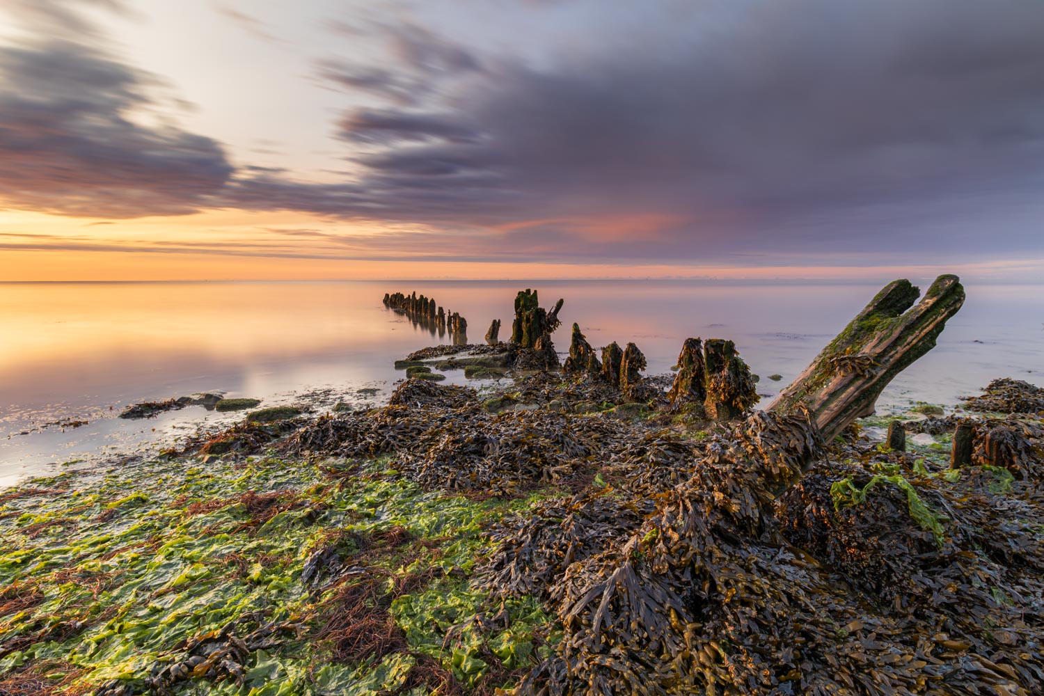 Met zeewier bedekte houten palen aan de Waddenzee onder een kleurrijke lucht tijdens zonsondergang