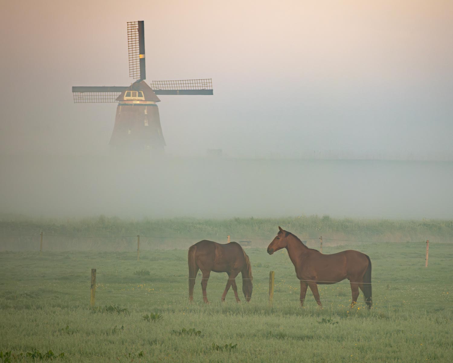 Twee bruine paarden in een weiland met op de achtergrond een in mist gehulde molen